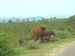 Africangf - Happy Holiday Dick Sucking POV